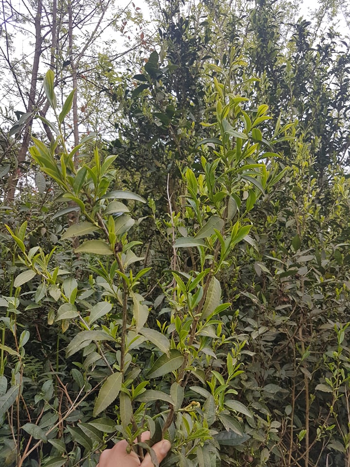Georgia Wild Black Tea