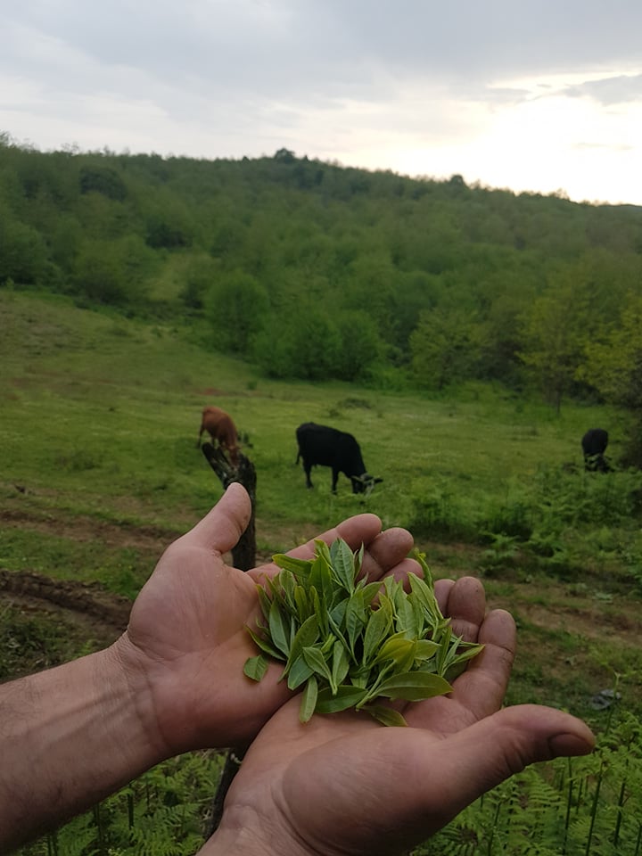Georgia Wild Black Tea