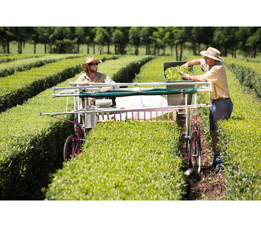 Australia Arakai Spring Green Tea