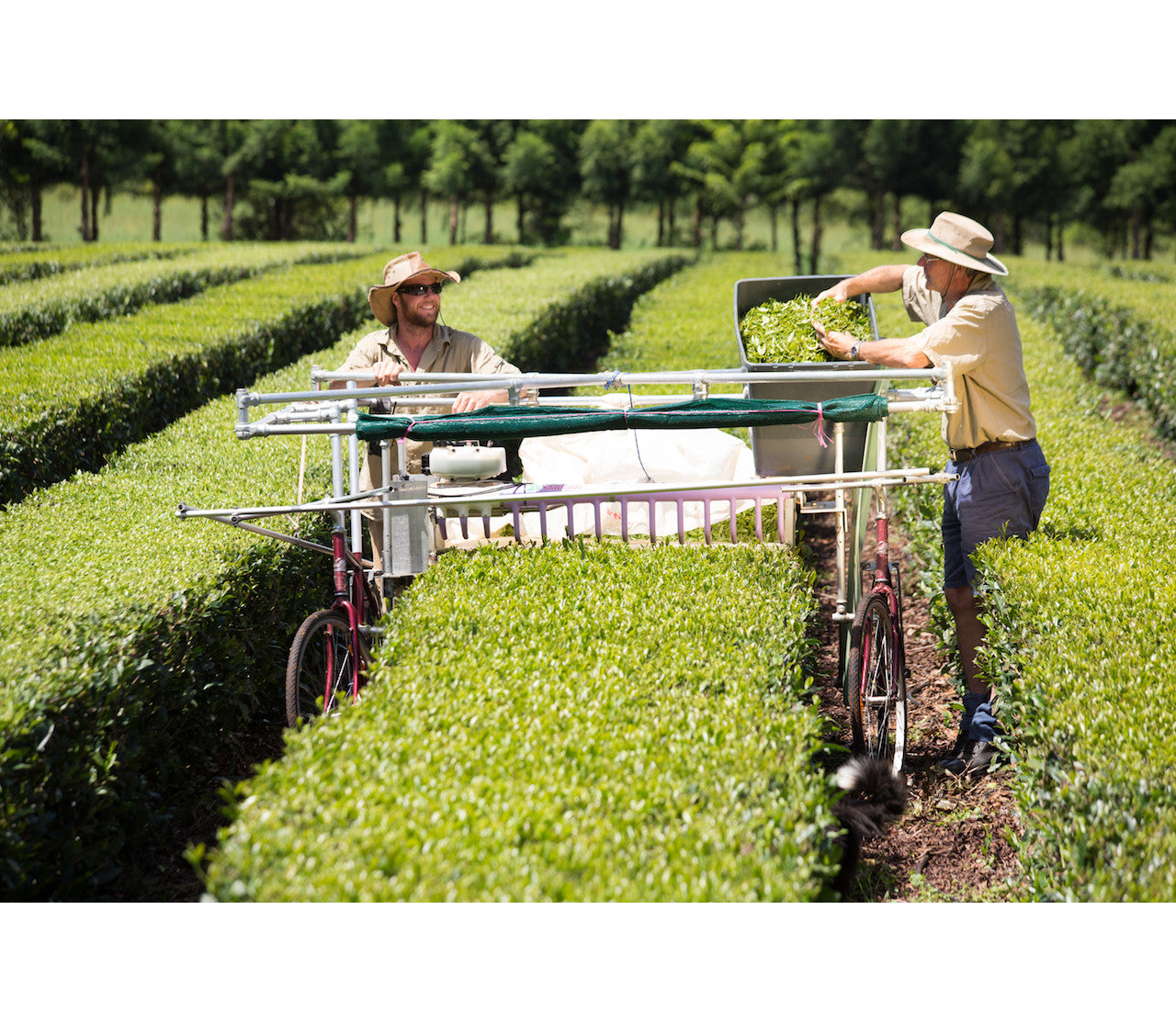 India Assam Mangalam FTGFOP1 Special Clonal Black Tea - What-Cha
