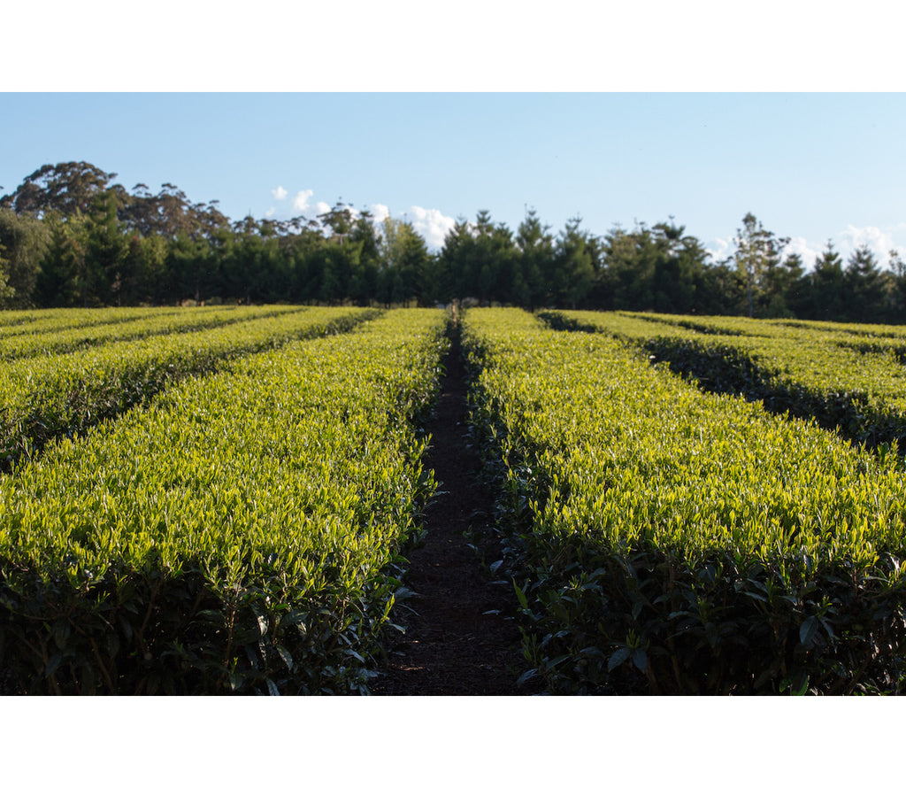 Australia Arakai Summer Black Tea