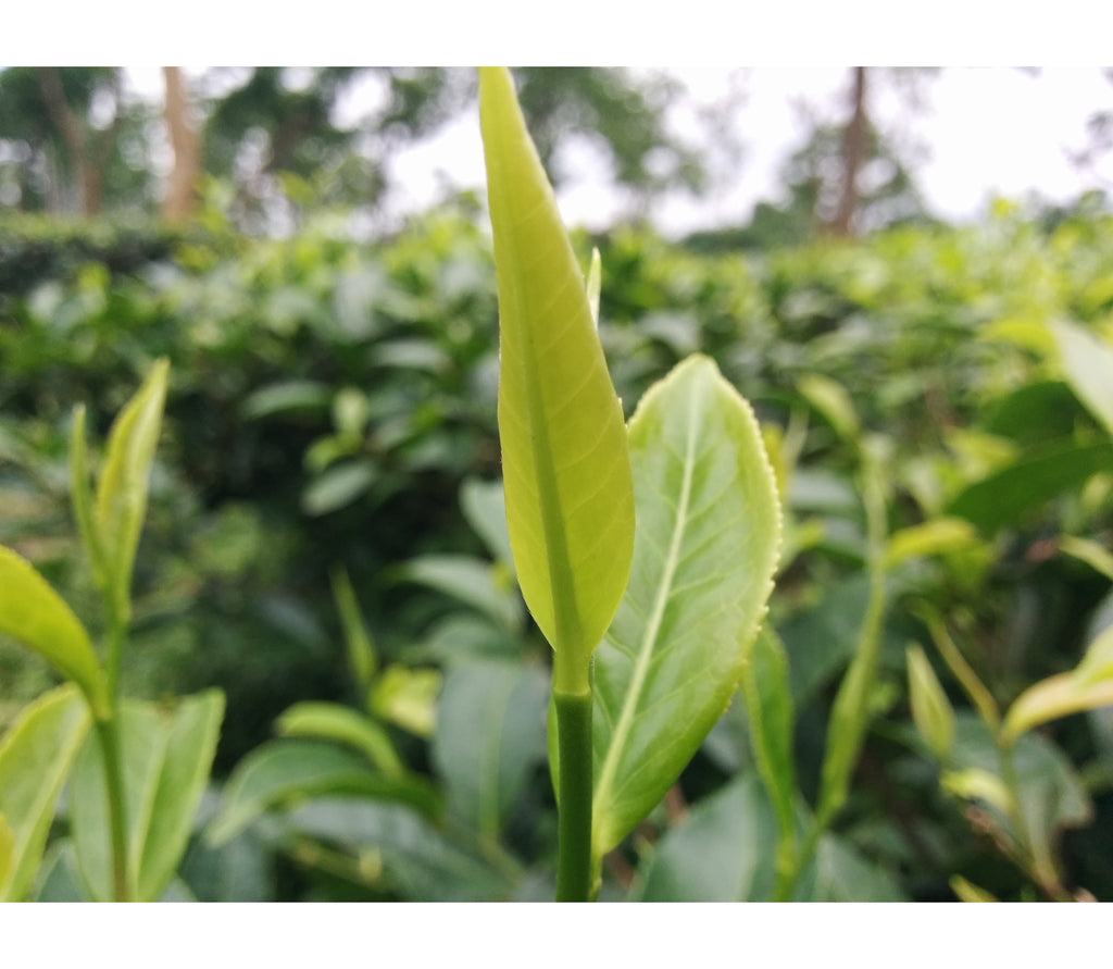 India Assam Joypur Small-Holder Hand-Made Black Tea