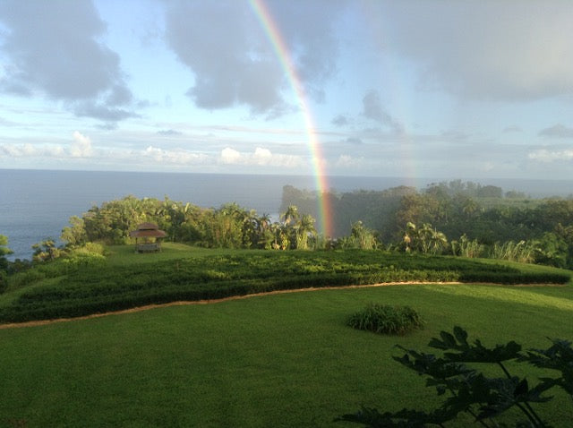 USA Hawaii Onomea Green Tea