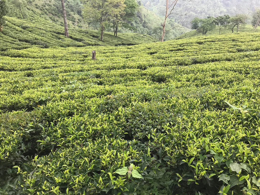 India Darjeeling 2nd Flush Rohini Golden Buds Black Tea