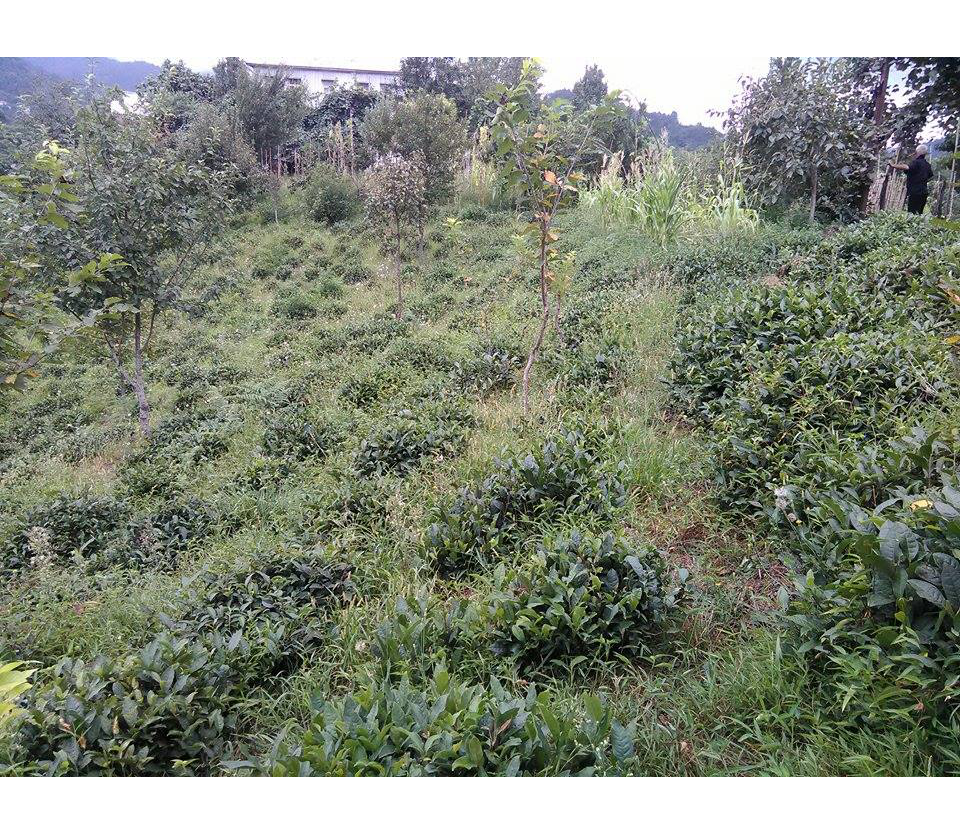 Georgia Mr. Ramiz's Hand-Made Black Tea