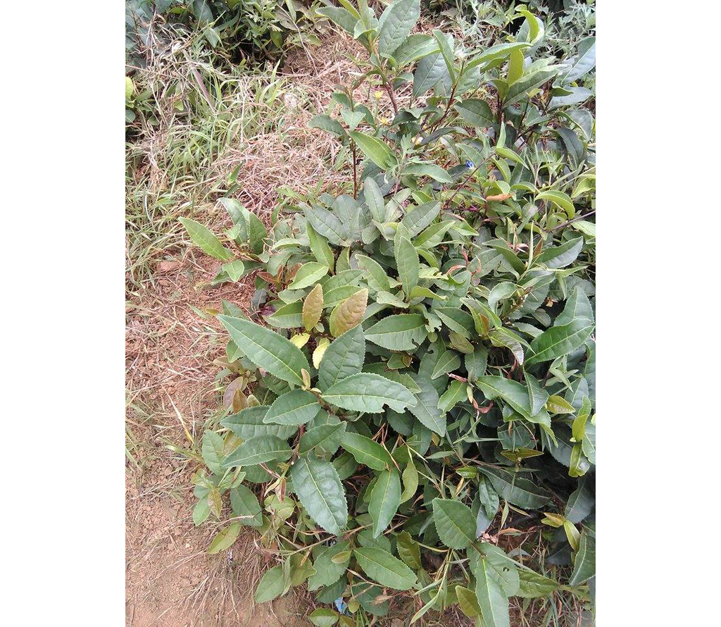 Georgia Mr. Ramiz's Hand-Made Black Tea