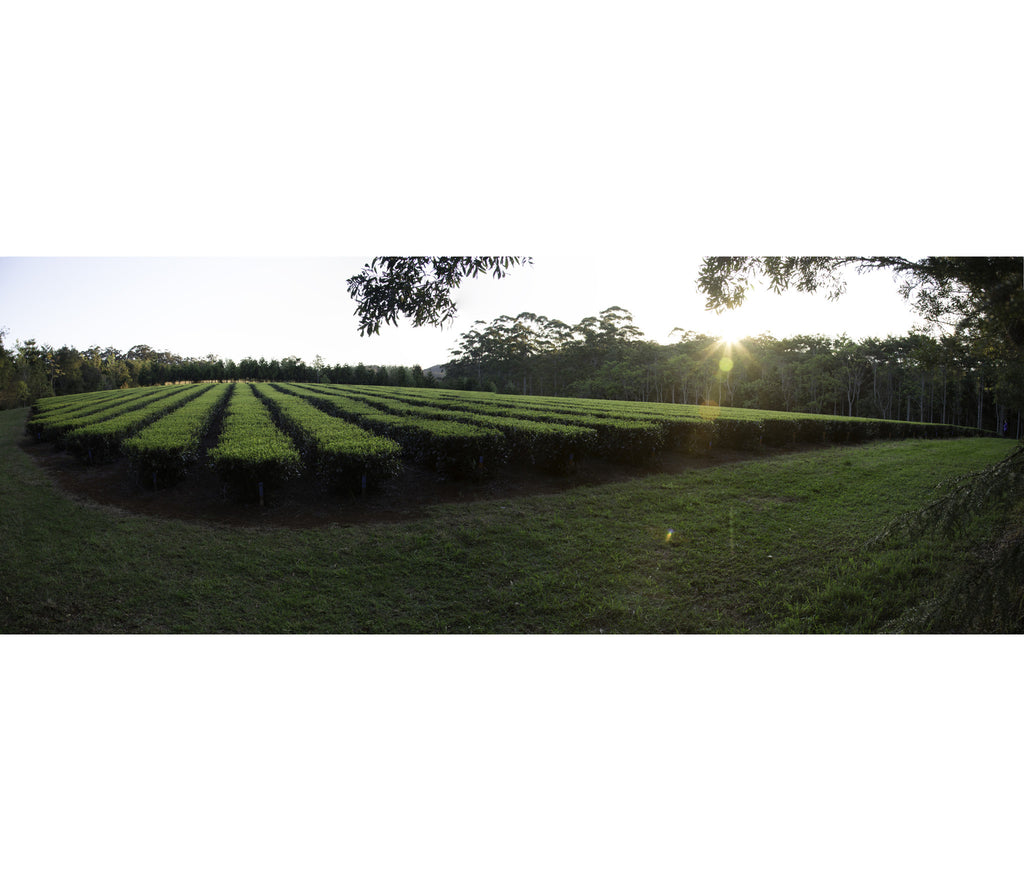 Australia Arakai Spring Green Tea