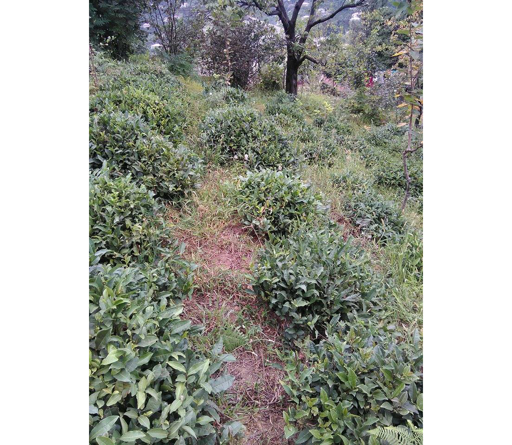 Georgia Mrs. Leila's Hand-Made Black Tea